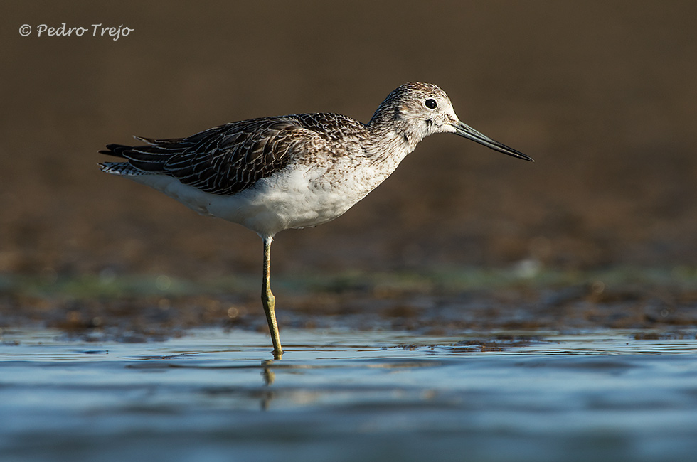 Archibebe Claro (Tringa nebularia)